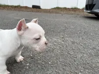 Blanco, a male American Bully for sale in Greensboro, NC – Photo 2 of 10