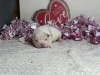 Blanco, a male American Bully for sale in Greensboro, NC – Photo 6 of 7