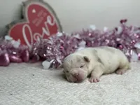 Blanco, a male American Bully for sale in Greensboro, NC – Photo 4 of 7