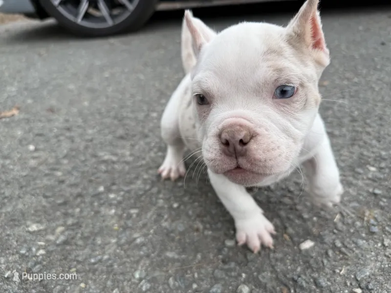 Blanco – American Bully puppy for sale in Greensboro, NC