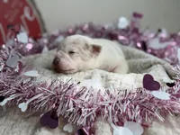 Blanco, a male American Bully for sale in Greensboro, NC – Photo 5 of 7
