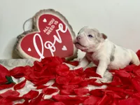 Blanco, a male American Bully for sale in Greensboro, NC – Photo 3 of 7