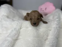 Maple, a female Poodle - Miniature  for sale in Greensboro, NC – 4 of 5