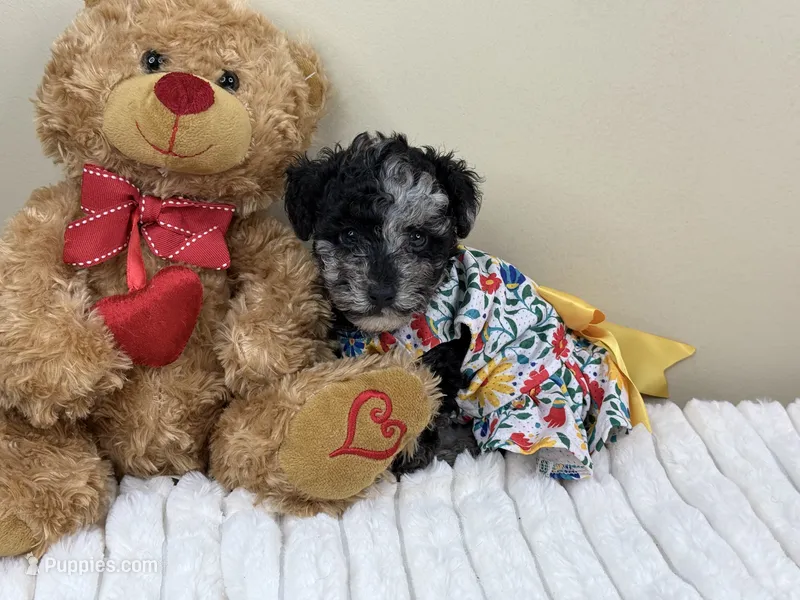 Latte – Poodle - Miniature  puppy for sale in Greensboro, NC