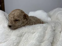 Teddy, a male Poodle - Miniature  for sale in Greensboro, NC – 2 of 4