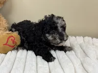 Latte, a female Poodle - Miniature  for sale in Greensboro, NC – 2 of 5