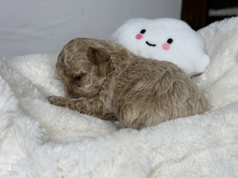 Teddy – Poodle - Miniature  puppy for sale in Greensboro, NC