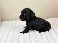 Chanel, a female Poodle - Toy  for sale in Greensboro, NC – 3 of 4