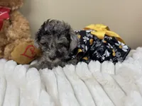 Chai, a female Poodle - Miniature  for sale in Greensboro, NC – 2 of 5