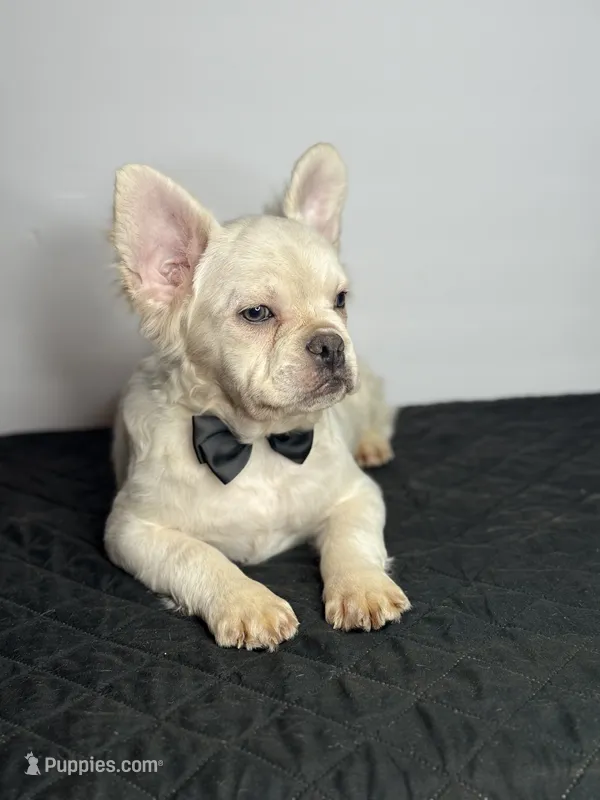 Polar Bear – French Bulldog puppy for sale in Greensboro, NC