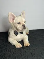 Polar Bear, a male French Bulldog for sale in Greensboro, NC – 1 of 5