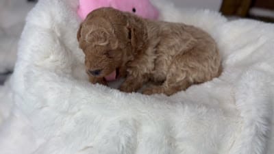 Honey , a female Poodle - Miniature  for sale in Greensboro, NC – 4 of 4