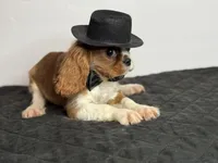 Duke Winston, a male Cavalier King Charles Spaniel for sale in Greensboro, NC – 5 of 6