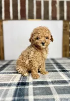Honey , a female Poodle - Toy  for sale in Greensboro, NC – 1 of 6