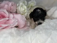 Oreo, a female Poodle - Toy  for sale in Greensboro, NC – Photo 1 of 5