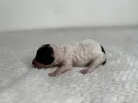 Oreo, a female Poodle - Toy  for sale in Greensboro, NC – Photo 5 of 5