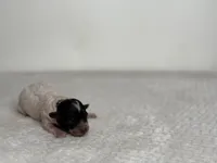 Oreo, a female Poodle - Toy  for sale in Greensboro, NC – Photo 4 of 5