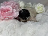 Oreo, a female Poodle - Toy  for sale in Greensboro, NC – Photo 2 of 5