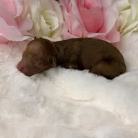 Peaches-H, a female Poodle - Toy  for sale in Greensboro, NC – Photo 4 of 5