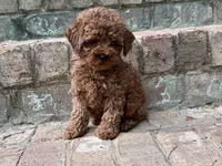 Peaches-H, a female Poodle - Toy  for sale in Greensboro, NC – Photo 1 of 5