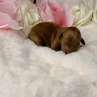 Peaches-H, a female Poodle - Toy  for sale in Greensboro, NC – Photo 5 of 5