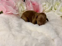 Peaches, a female Poodle - Toy  for sale in Greensboro, NC – Photo 2 of 2