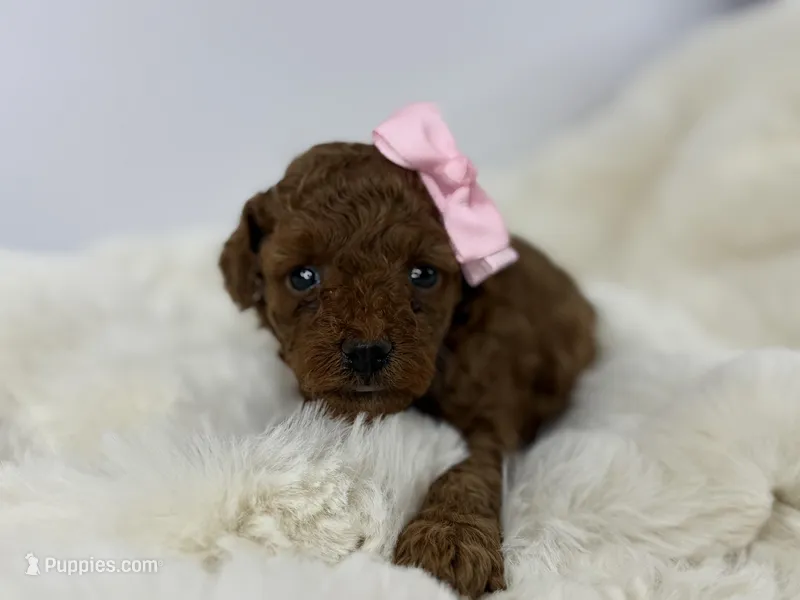 Peaches-H – Poodle - Toy  puppy for sale in Greensboro, NC