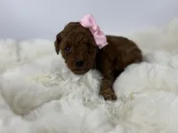 Peaches-H, a female Poodle - Toy  for sale in Greensboro, NC – Photo 3 of 5