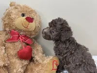 Mocha, a male Poodle - Miniature  for sale in Greensboro, NC – 2 of 6