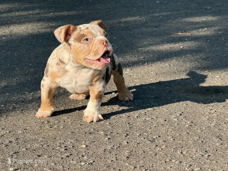Rico – American Bully puppy for sale in Greensboro, NC