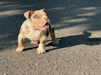 Rico, a female American Bully for sale in Greensboro, NC – 1 of 4