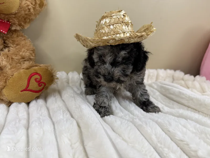 Kona – Poodle - Miniature  puppy for sale in Greensboro, NC