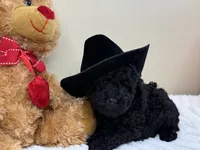 Expresso, a male Poodle - Miniature  for sale in Greensboro, NC – 3 of 6