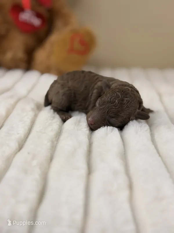 Mocha – Poodle - Miniature  puppy for sale in Greensboro, NC