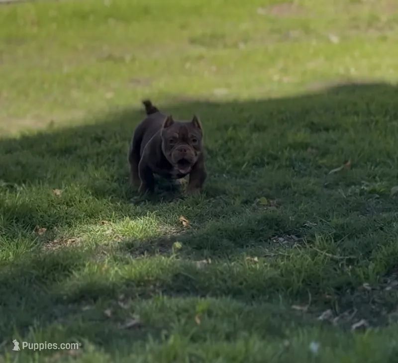 FDO – American Bully puppy for sale in Greensboro, NC