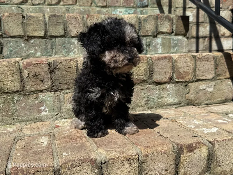 Latte – Poodle - Miniature  puppy for sale in Greensboro, NC