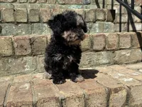 Latte, a female Poodle - Miniature  for sale in Greensboro, NC – 1 of 7