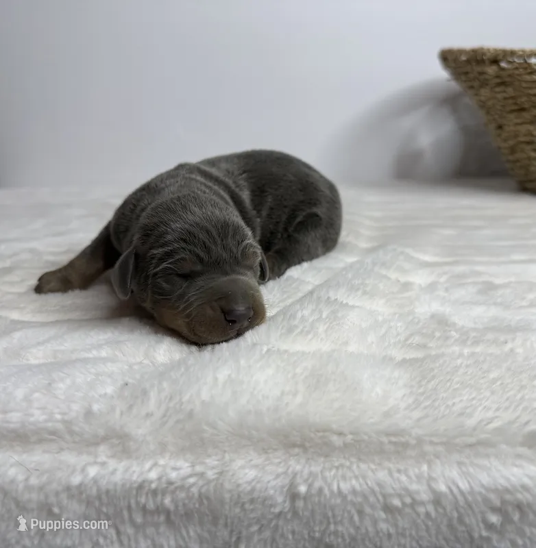 Maverick – Doberman Pinscher puppy for sale in Greensboro, NC