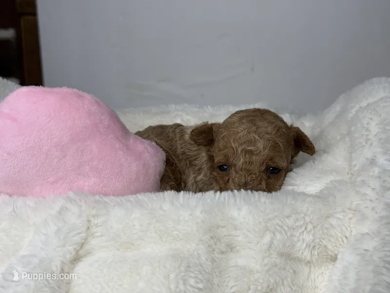 Maple – Poodle - Miniature  puppy for sale in Greensboro, NC
