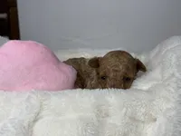 Maple, a female Poodle - Miniature  for sale in Greensboro, NC – 1 of 5