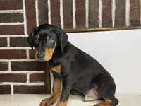 Kobe, a male Doberman Pinscher for sale in Greensboro, NC – 3 of 8
