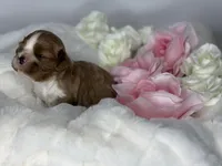 Duke Winston, a male Cavalier King Charles Spaniel for sale in Greensboro, NC – Photo 2 of 3