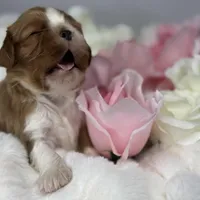 Duke Winston, a male Cavalier King Charles Spaniel for sale in Greensboro, NC – Photo 1 of 3