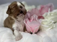 Duke Winston, a male Cavalier King Charles Spaniel for sale in Greensboro, NC – Photo 1 of 3