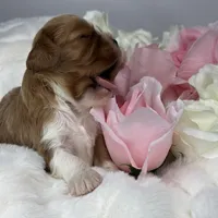 Duke Winston, a male Cavalier King Charles Spaniel for sale in Greensboro, NC – Photo 3 of 3