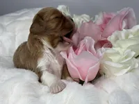 Duke Winston, a male Cavalier King Charles Spaniel for sale in Greensboro, NC – Photo 3 of 3