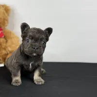 Onyx, a female French Bulldog for sale in Greensboro, NC – Photo 1 of 7
