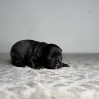 Onyx, a female French Bulldog for sale in Greensboro, NC – Photo 4 of 7