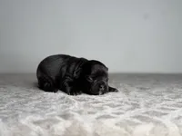 Onyx, a female French Bulldog for sale in Greensboro, NC – Photo 3 of 6