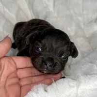 Onyx, a female French Bulldog for sale in Greensboro, NC – Photo 2 of 7